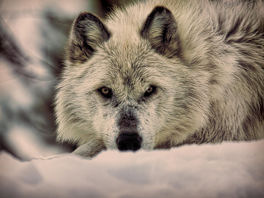 Wolf In Snow Photograph by Steve McKinzie