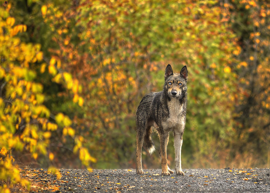 Wolves Photograph - Wolf in the wood by Dimitar Rusev