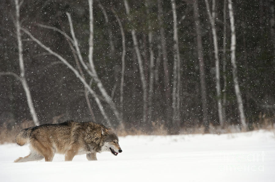Wolf In Winter Photograph by John Shaw
