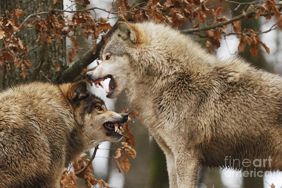 Wolf Intimidation Canis Lupus Lycaon Photograph by Stefan Meyers