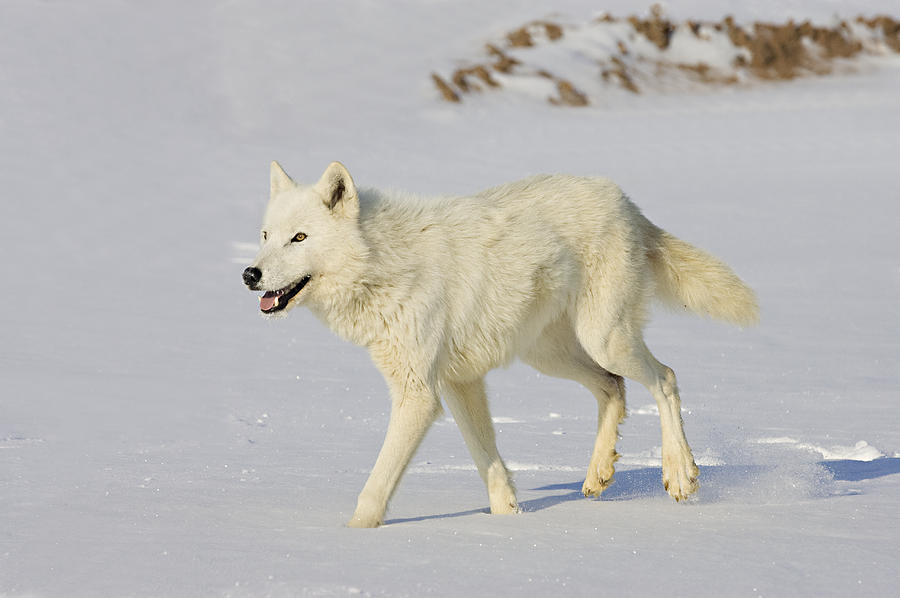 Wolf Photograph by Jack Milchanowski