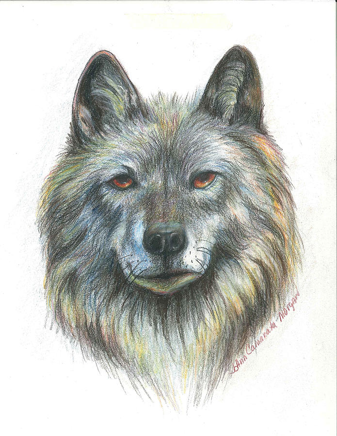 Wildlife Drawing - Wolf by JoAnn Morgan Smith