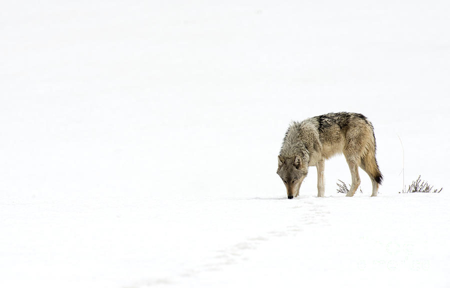 Wolf Journey Photograph by Deby Dixon