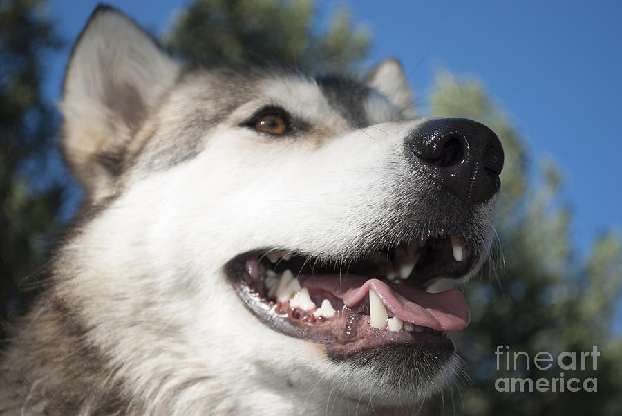 Wolf Photograph by Juli Scalzi