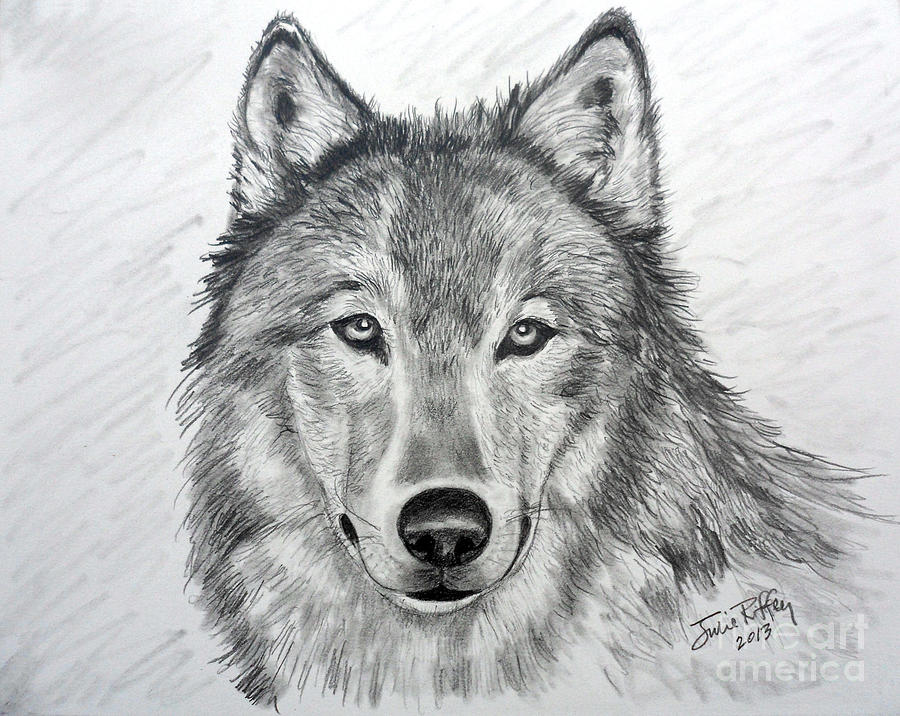 Wolf Drawing by Julie Brugh Riffey