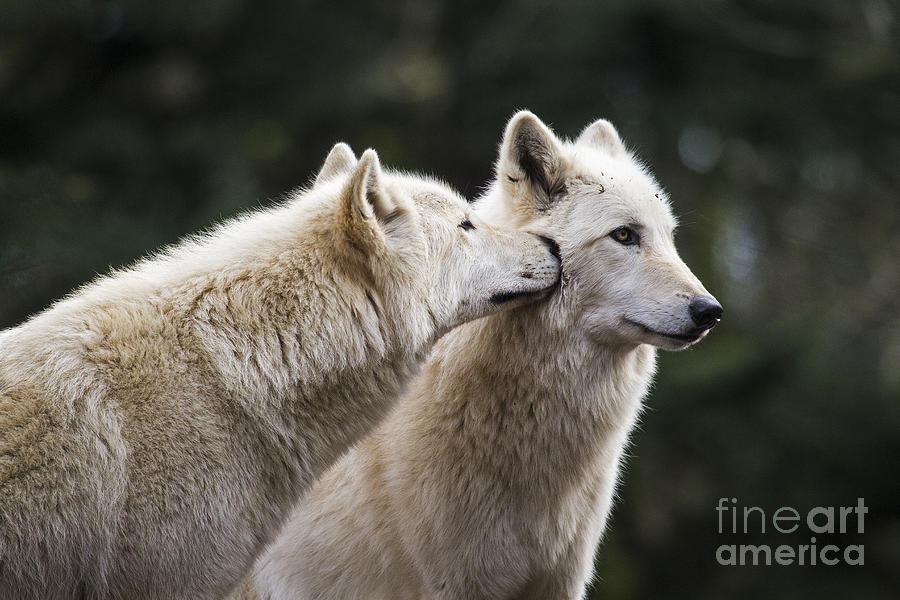 Wolf Kiss Photograph by Sonya Lang