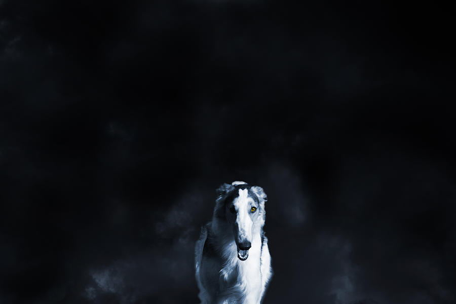 Nature Photograph - Wolf Like Sight Hound by Christian Lagereek