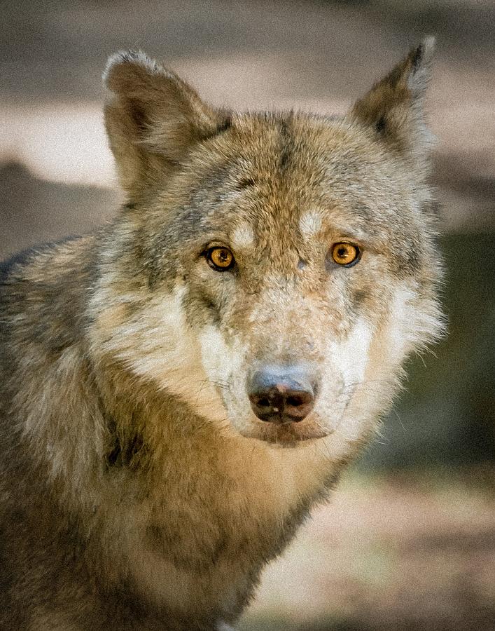 Wildlife Photograph - Wolf Looking At You by Bjoern Kindler
