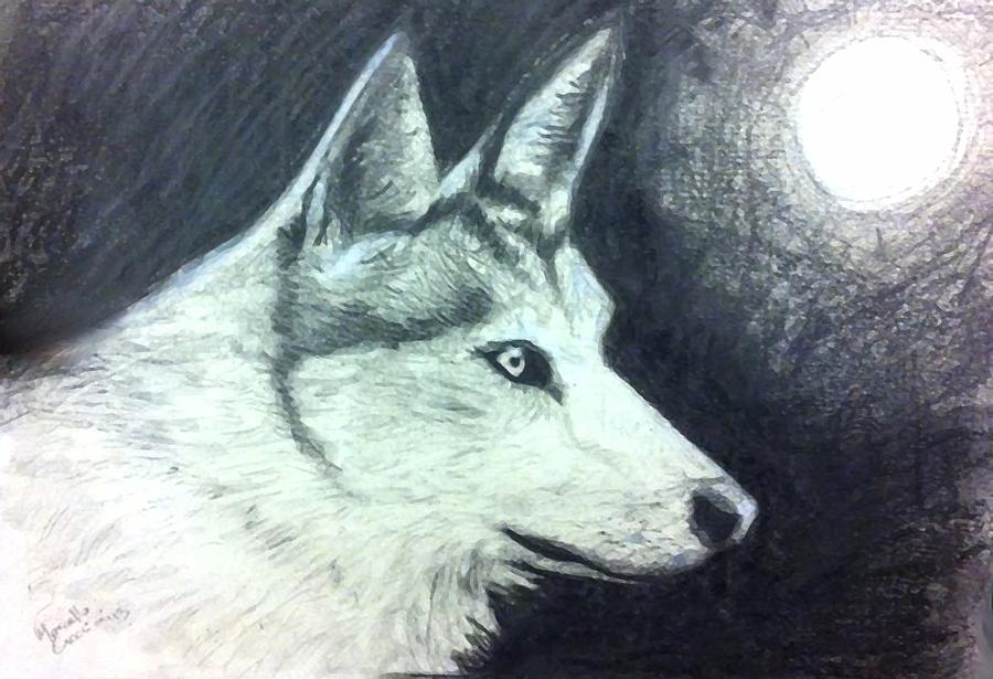 Nature Drawing - Wolf by Marcello Cicchini
