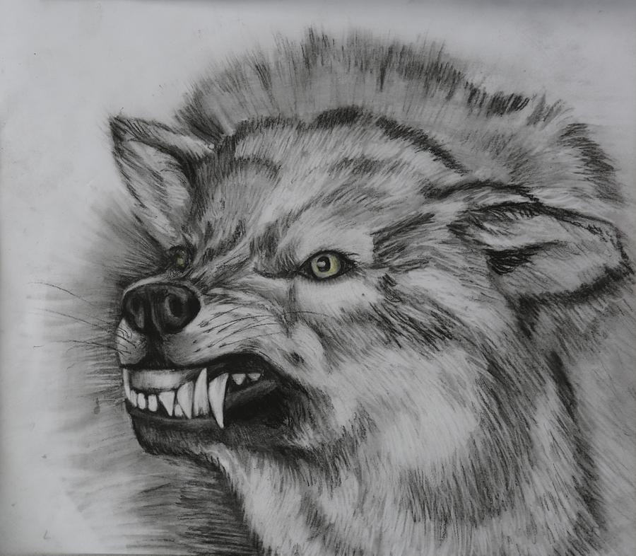 Wolf Drawing by Megan Wood - Fine Art America