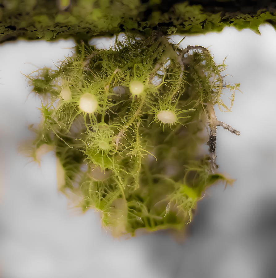 Lichen Photograph - Wolf Moss Lichen Upside Down by Frank Winters