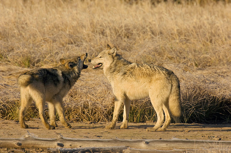 Wolf Mother And Young Photograph by Thomas And Pat Leeson