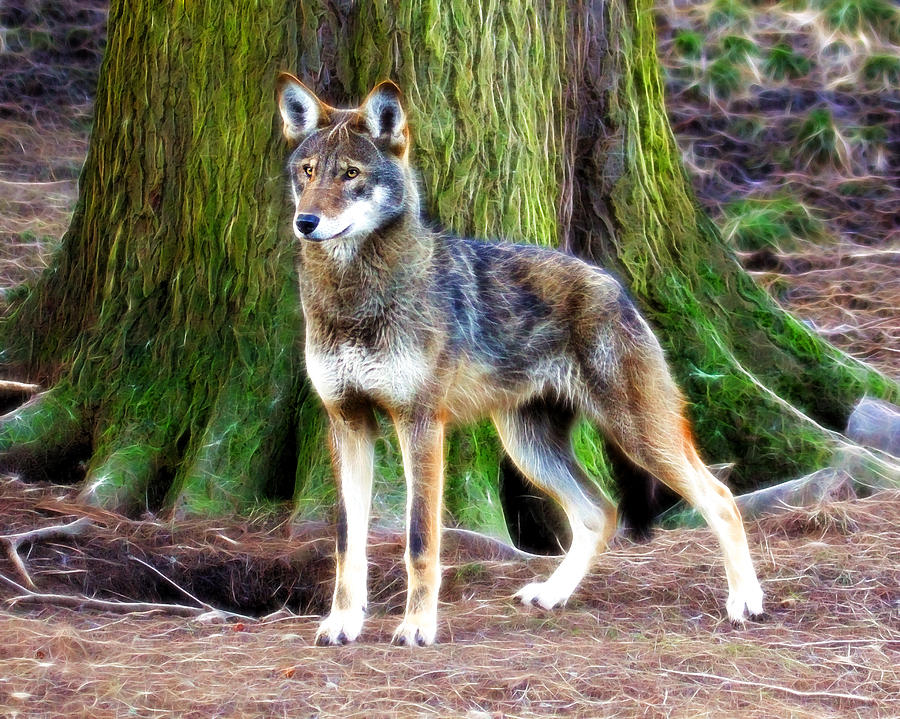 Wolf on Alert Photograph by Steve McKinzie