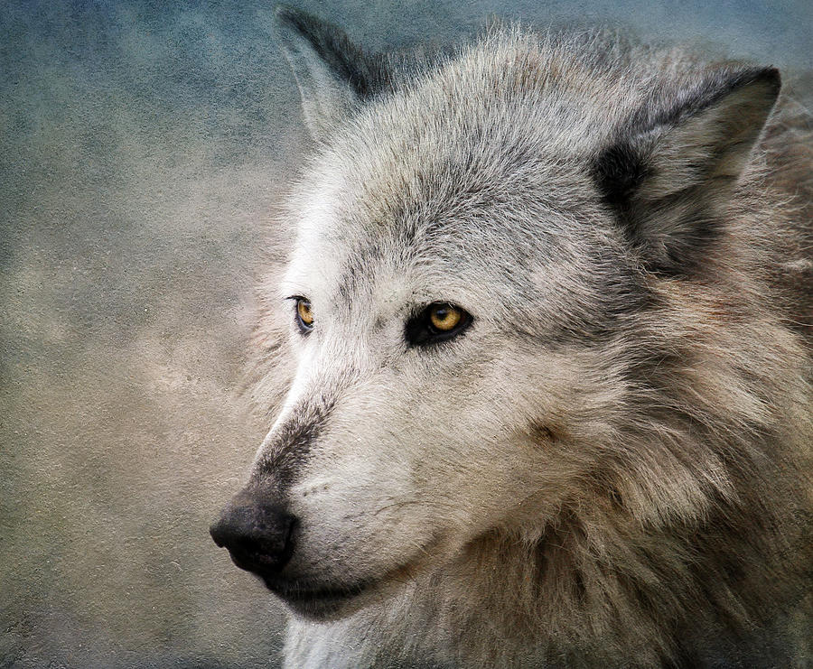 Wolf on Canvas Photograph by Steve McKinzie