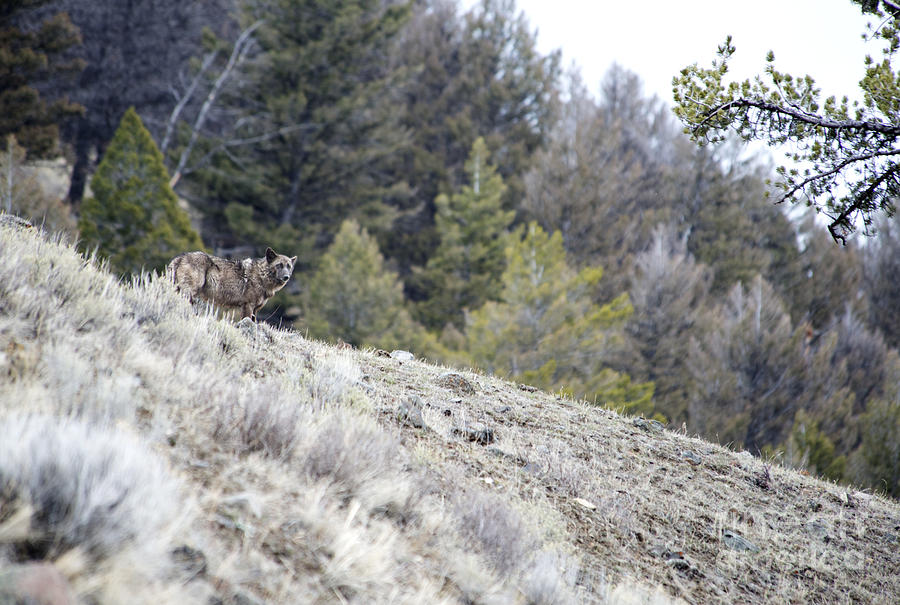 Wolf on the Hill Photograph by Deby Dixon - Fine Art America