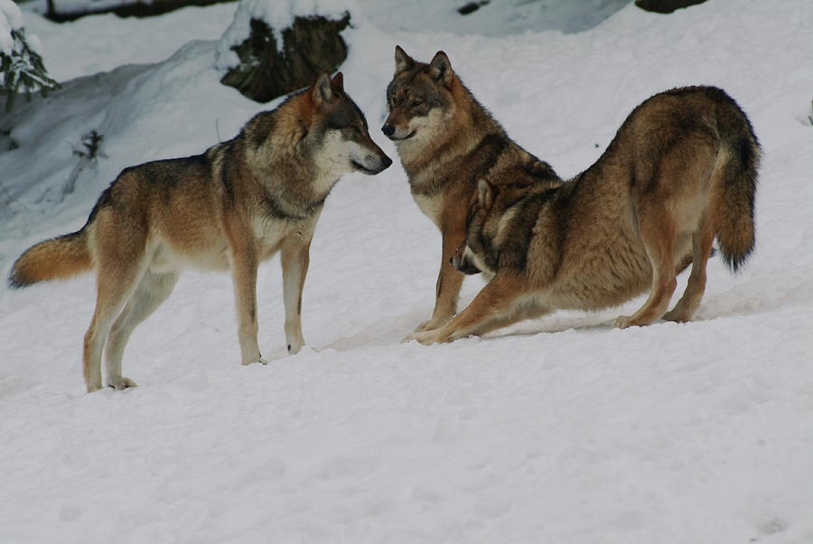 Wolf pack in the snow Photograph by Ulrich Kunst And Bettina Scheidulin