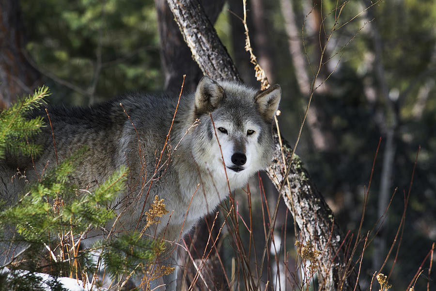 Wolf Pack Leader Photograph by Jeff Shumaker