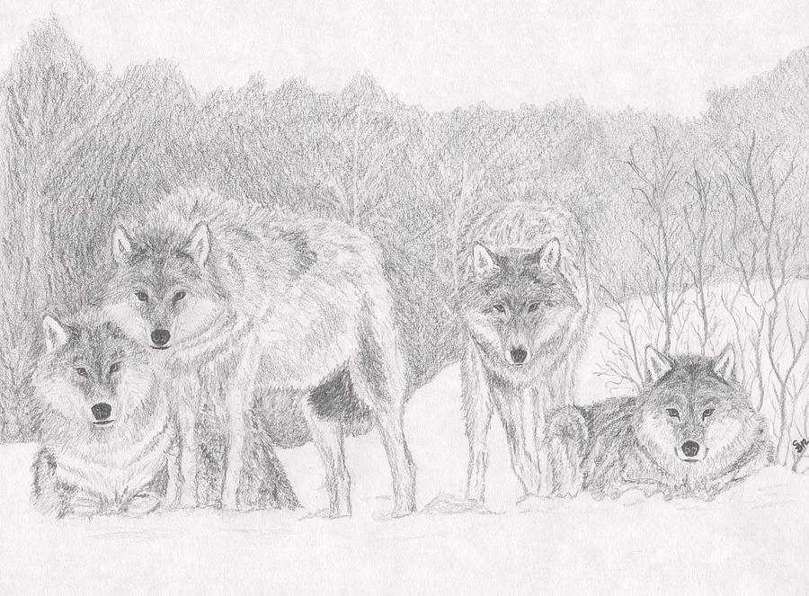 wolf pack drawing
