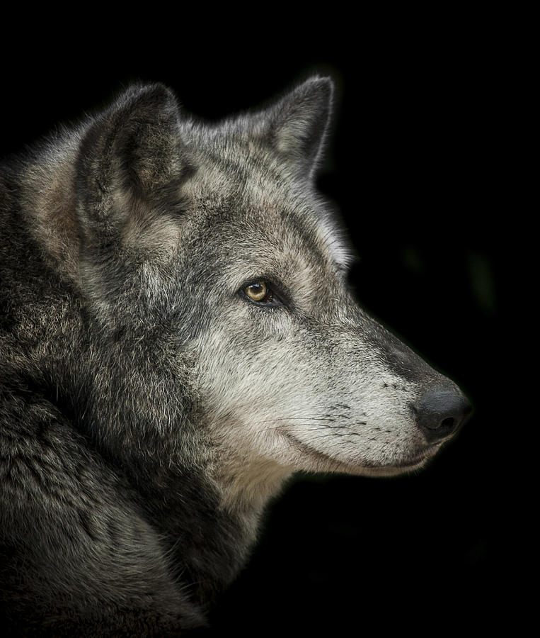 Wolf Photograph by Paul Neville