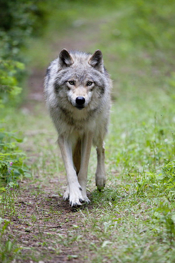 Wolf Photograph