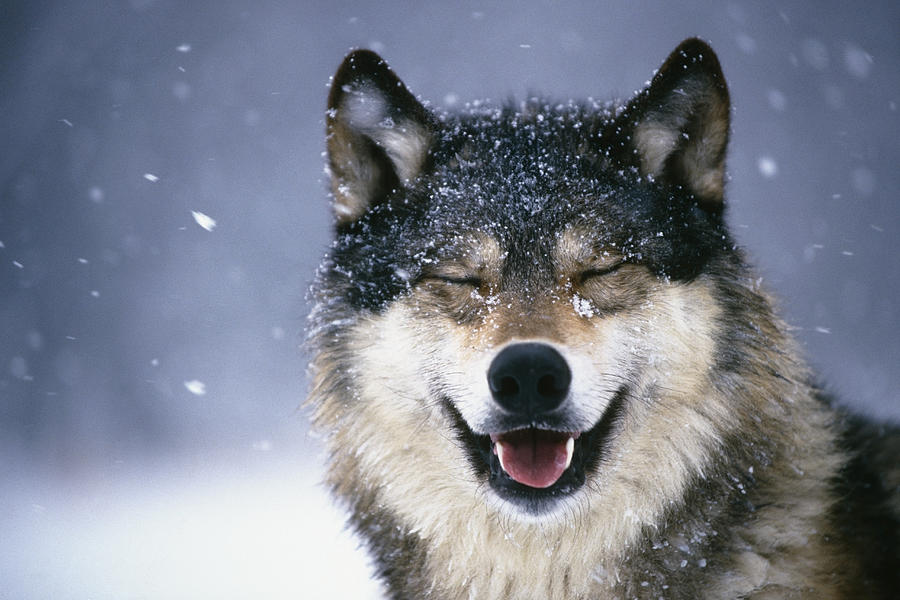 Wolf Portrait Captive Winter Photograph by Tom Soucek