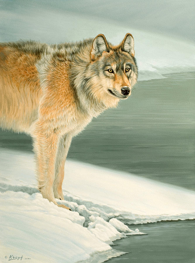 Wildlife Painting - Wolf Portrait-Lamar Valley  by Paul Krapf