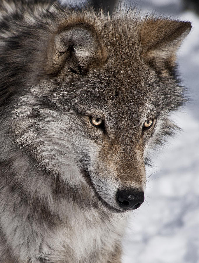 Wolf Portrait Photograph by Patrick Boening