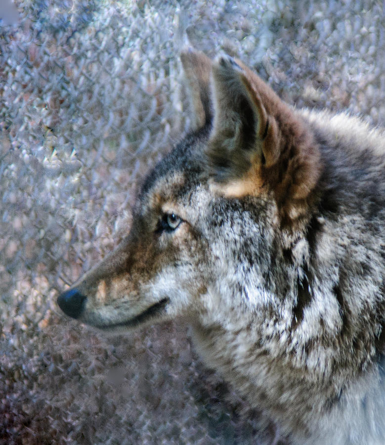 Wolf Portrait Photograph by Tam Ryan
