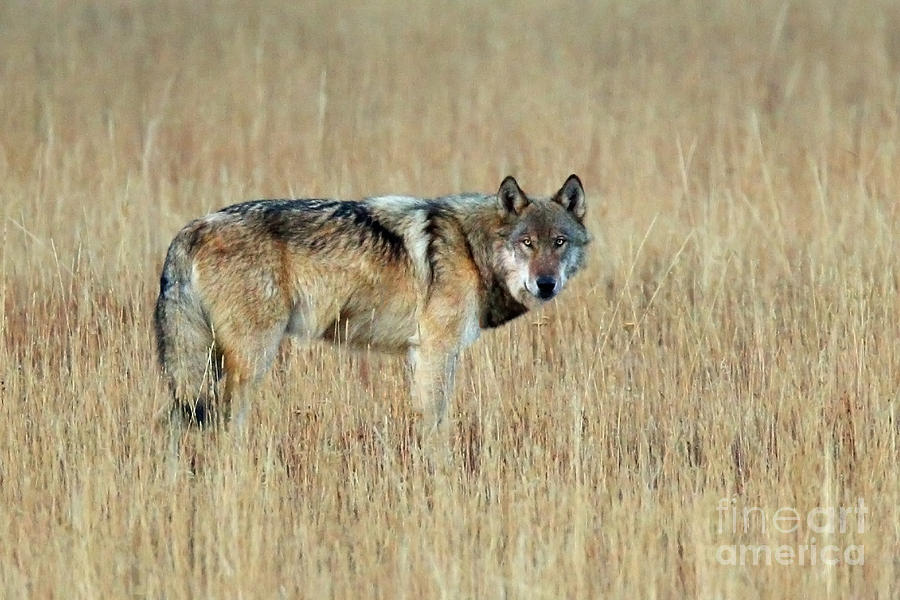 Wolf Profile Photograph by Bill Singleton