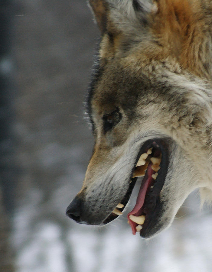 wolf profile mouth open