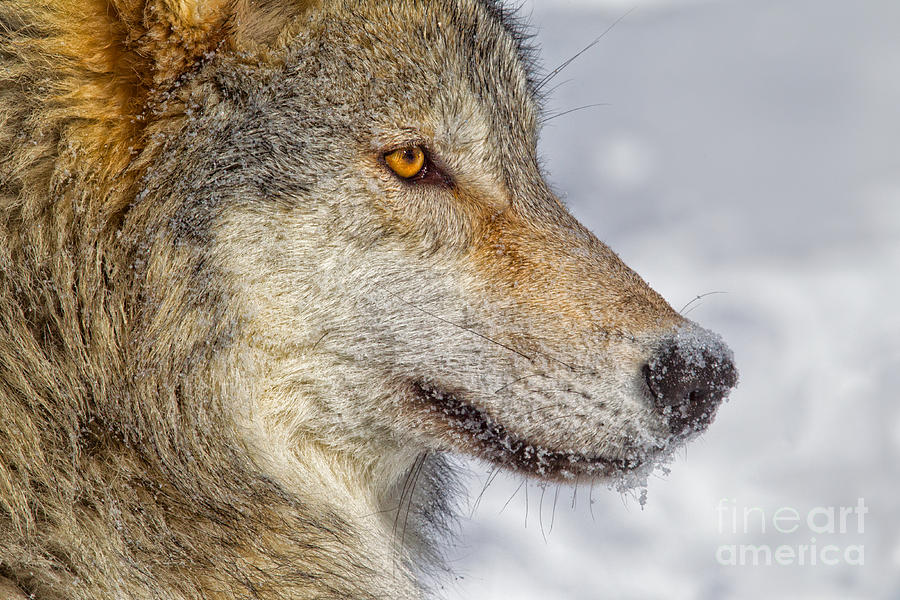 Wolf Profile Photograph by Jerry Fornarotto