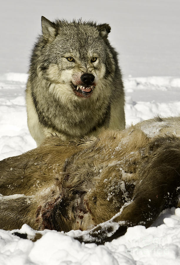 Wolf Protecting Kill Photograph by Jerry Fornarotto