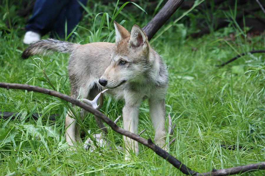 Wolf Pup Photograph