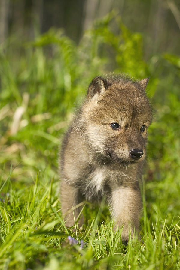 Wolf Pup In Grass Captive Minnesota Photograph by Michael DeYoung