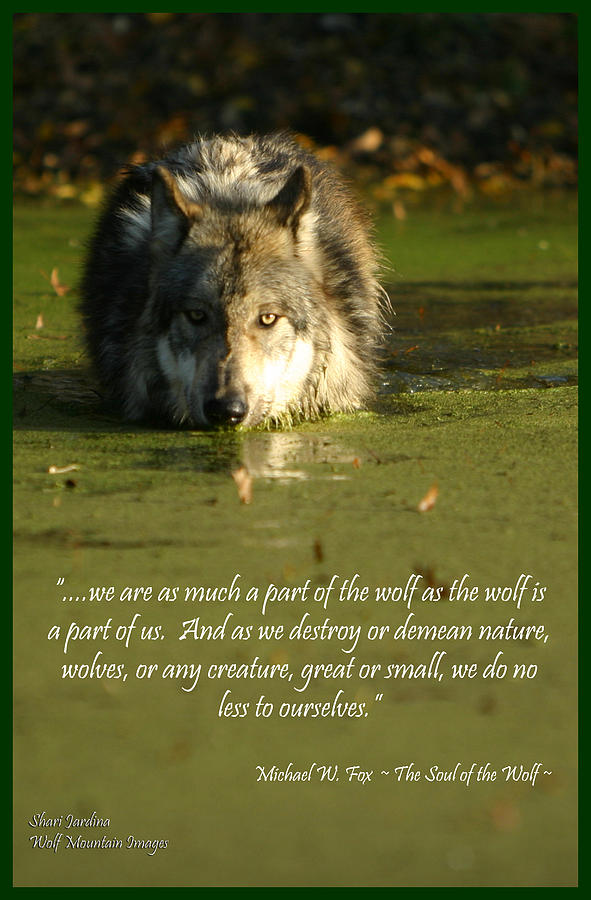 Wolf Quote 1 Photograph by Shari Jardina