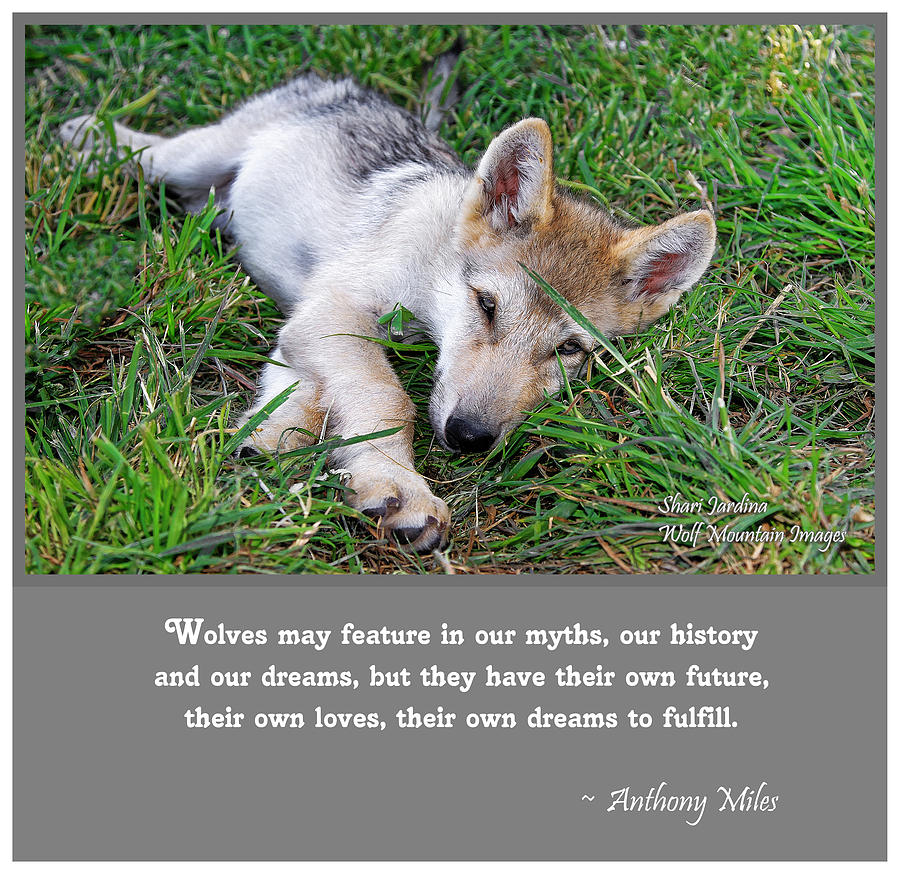 Wolves Photograph - Wolf Quote II by Shari Jardina