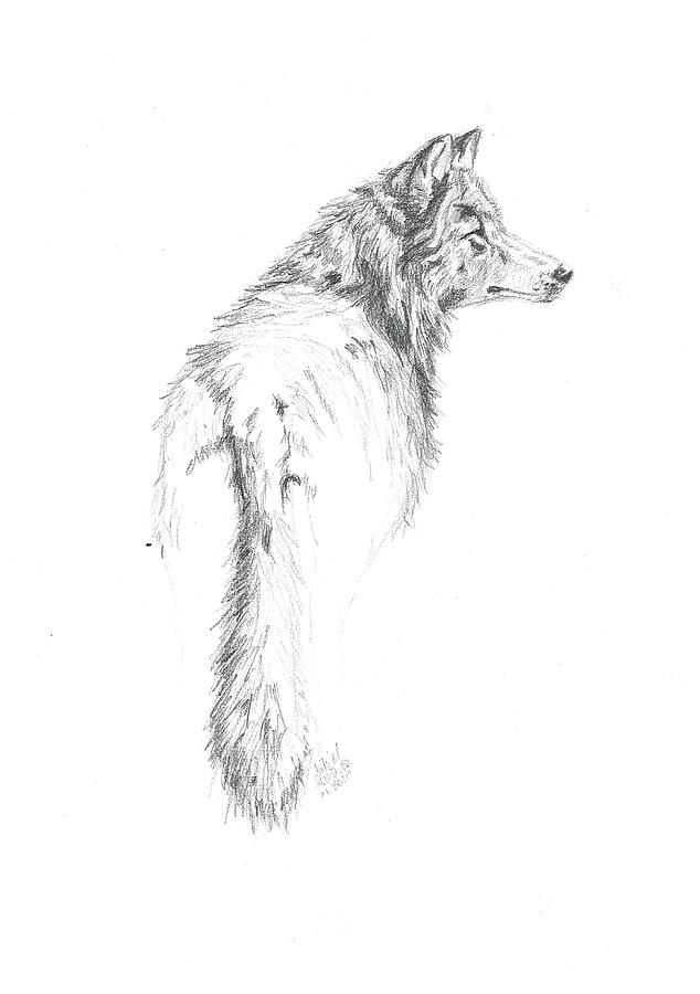 Wildlife Drawing - Wolf by Remigiusz Nikiel