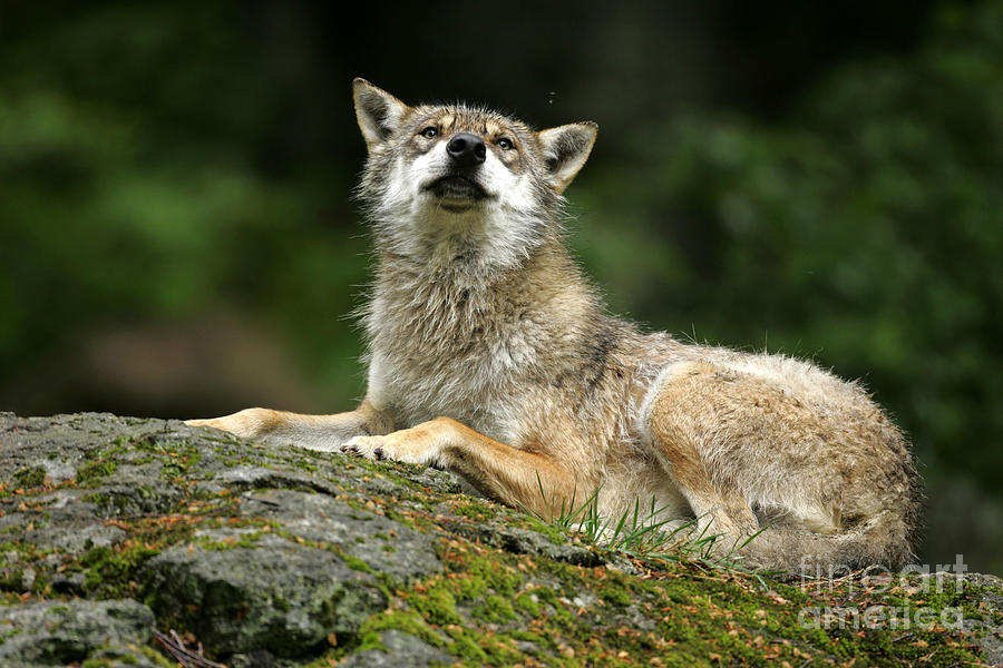 Wolf Resting On Rock Photograph by Steffen & Alexandra Sailer