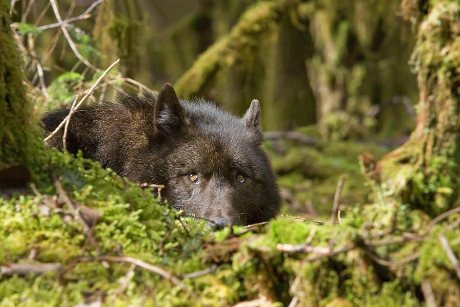 Wolf Rests In A Mossy Bed On The Photograph by John Hyde