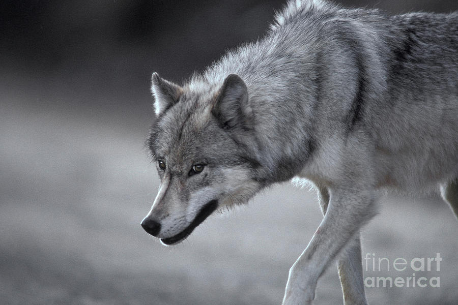 Wolf Photograph by Ron Sanford