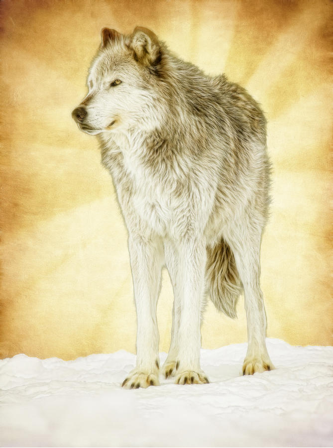 Wolf Shine Photograph by Steve McKinzie