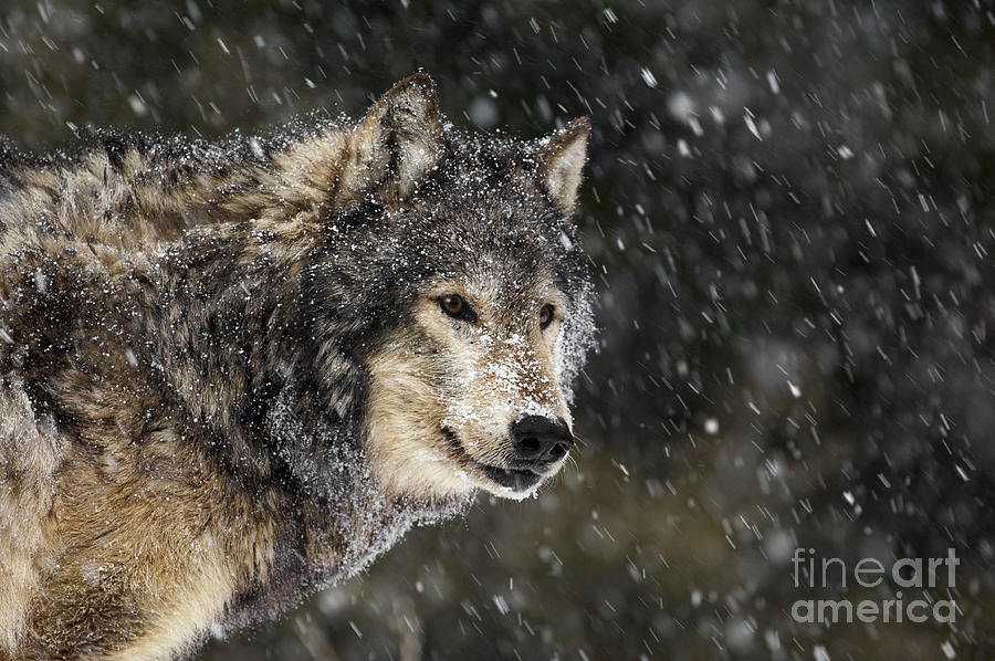 Wolf - Snow Storm Photograph by Wildlife Fine Art
