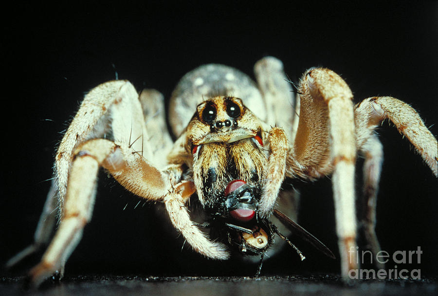 Wolf Spider And Captured Fly Photograph by Gregory G. Dimijian