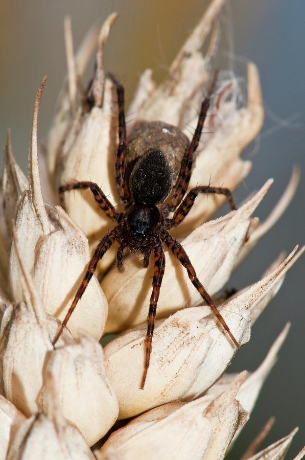 Wolf Spider And Egg Sac Photograph by Dr. John Brackenbury/science Photo Library