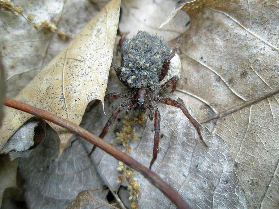 Wolf Spider and Spiderlings Photograph by Carol Senske