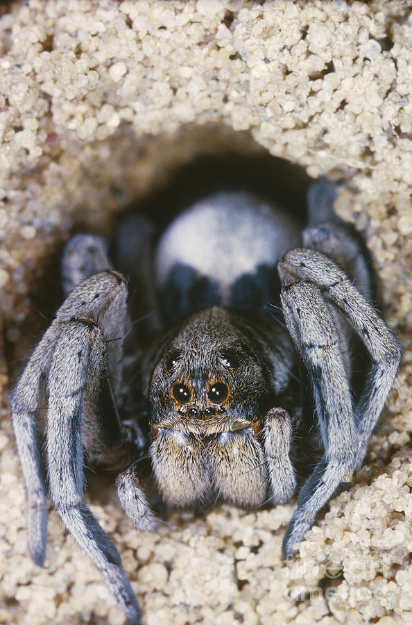 Wolf Spider At Burrow Entrance Photograph by Larry West
