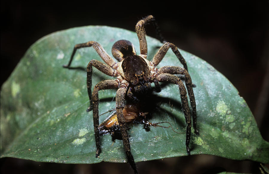 Wolf Spider Eating A Cockroach Photograph by Dr Morley Read/science Photo Library