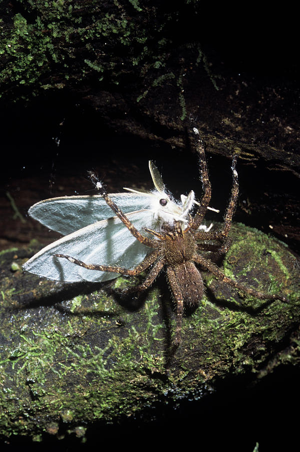 Wolf Spider Eating A Moth Photograph by Dr Morley Read/science Photo Library