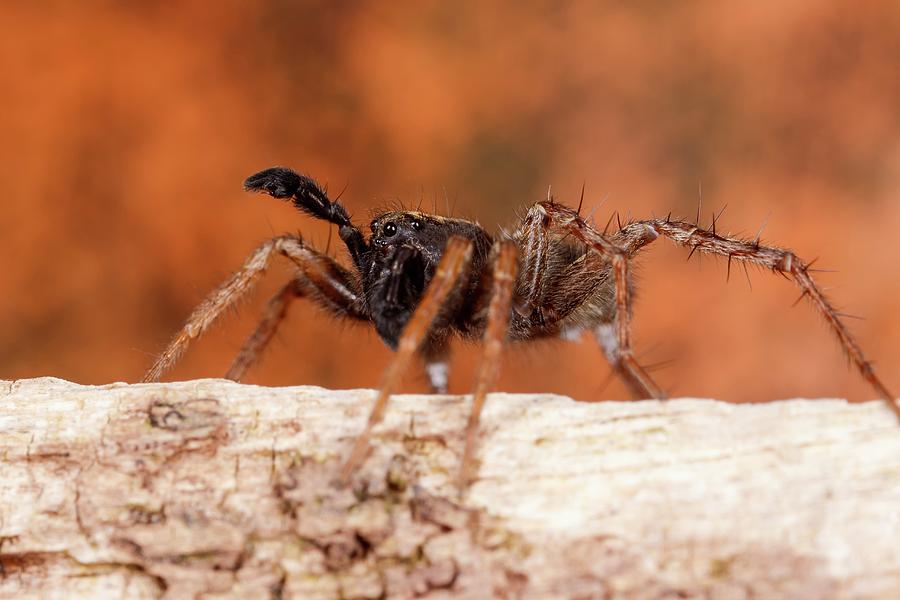 Wolf Spider Photograph by Heath Mcdonald