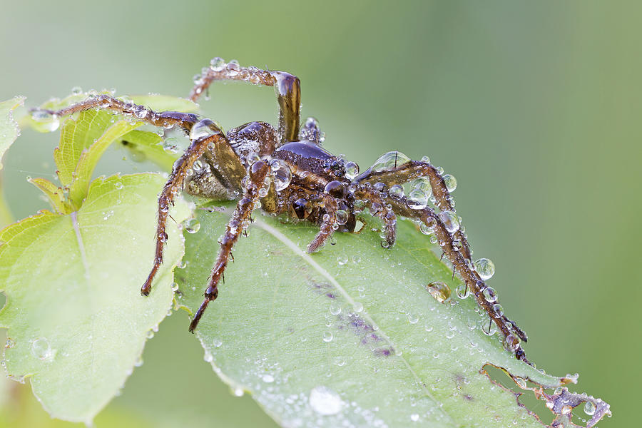 Wolf spider in dew  Photograph by Mircea Costina Photography